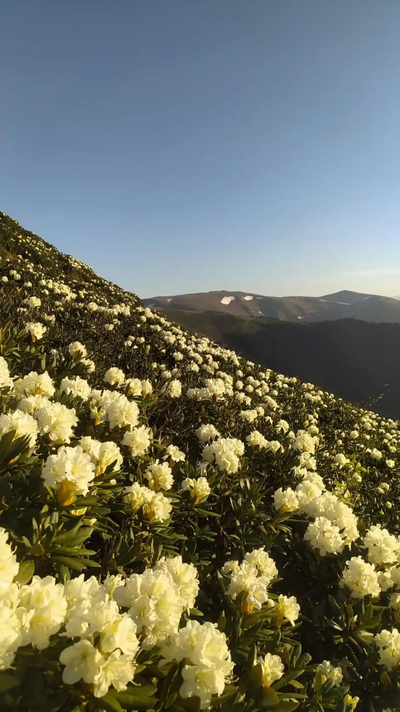 Karadeniz Doğa Manzaralarıyla Kısa Bir Mola! 8