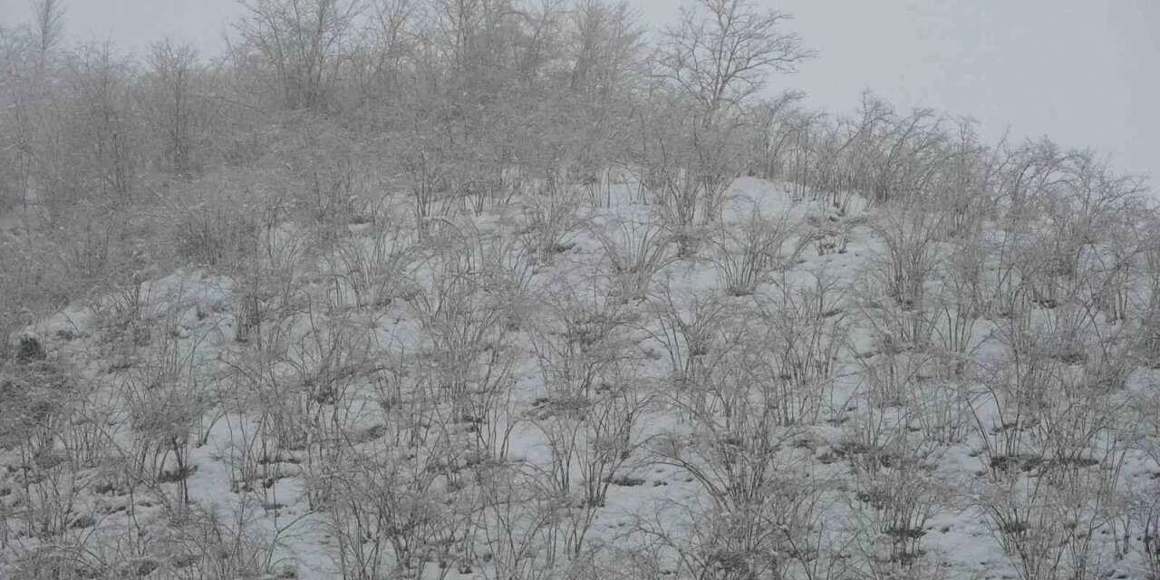 Doğu Karadeniz'deki Kar Yağışları Fındık Bahçelerinde Zirai Don Riskini Artıyor